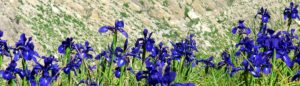 Schwertlilien - Iris - spanische Pyrenäen
